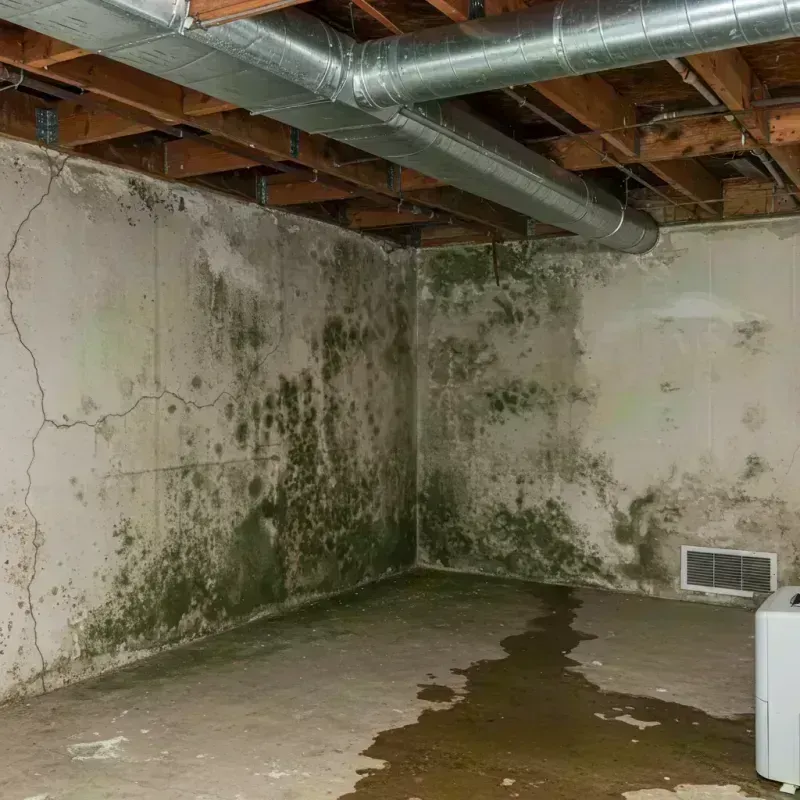 Professional Mold Removal in Lake Catherine, IL